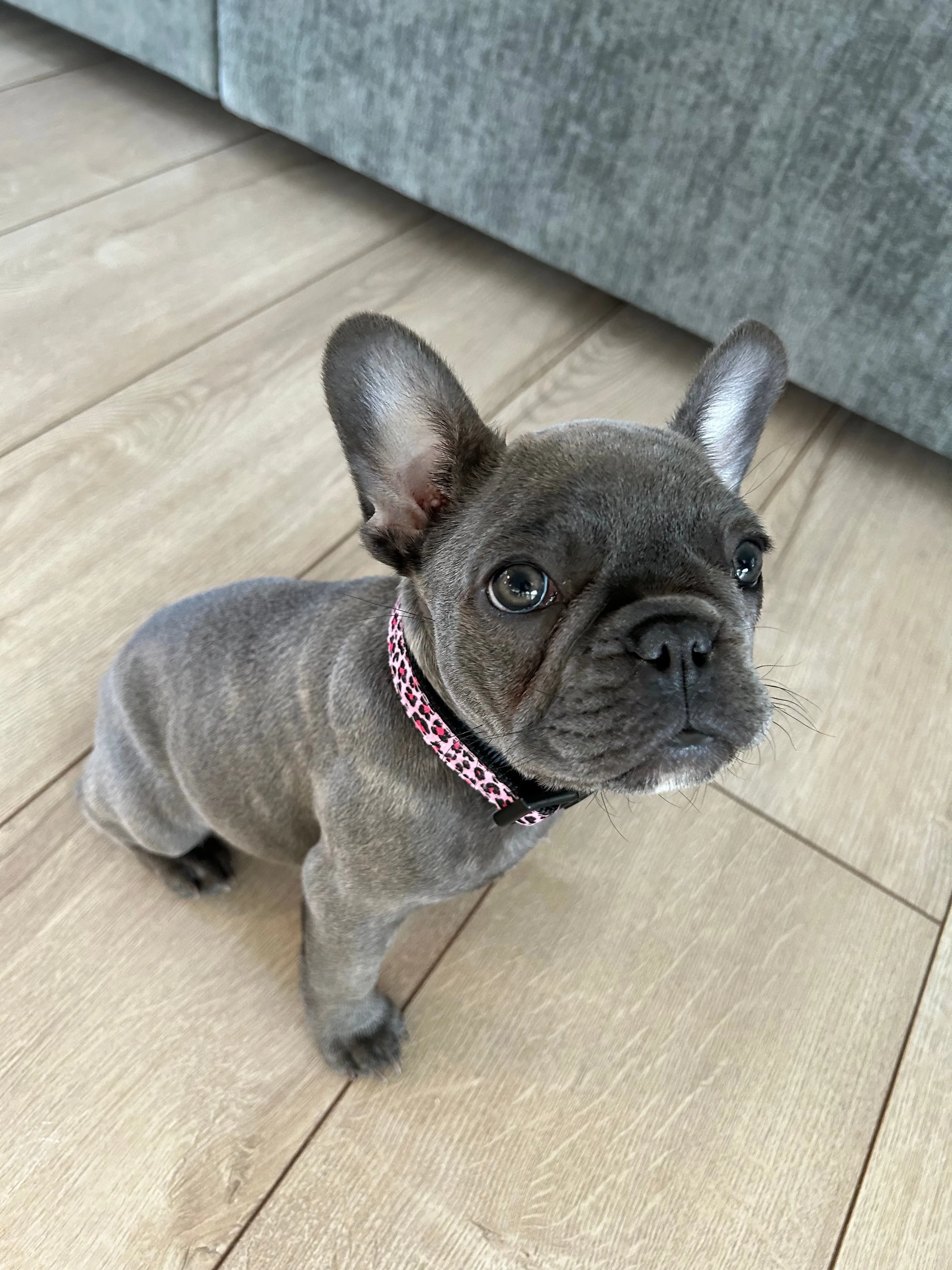 Collar | Pink Leopard Print