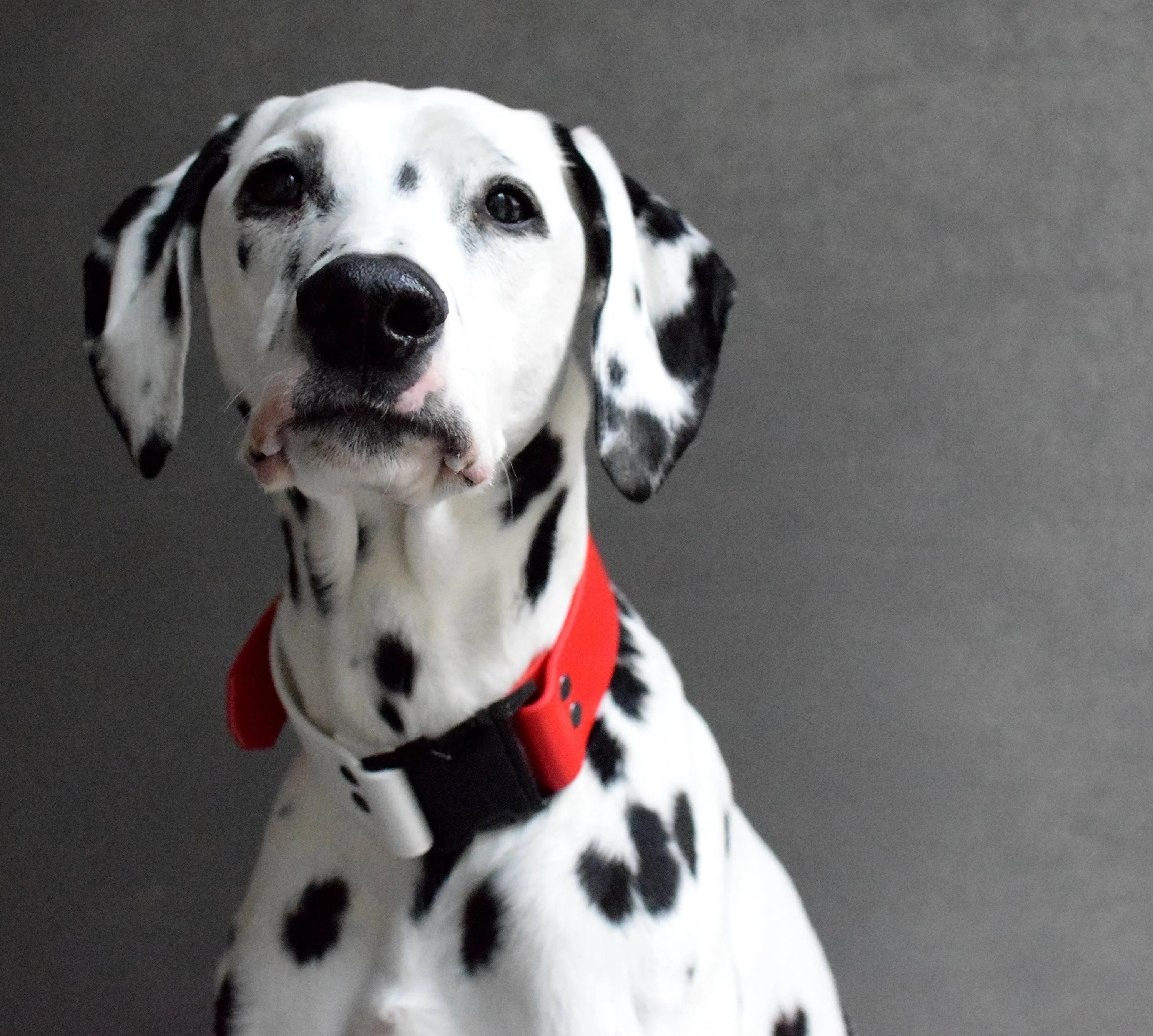 HARDWARE RETIREMENT SALE - LUCI COLLECTION - Red & White Biothane Dog Collar